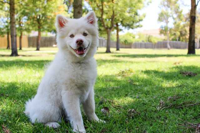 How to Train a Dog to Sit